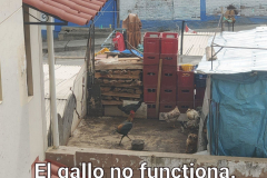 20211006-095102-coq