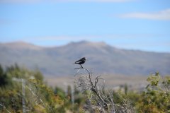 El Calafate
