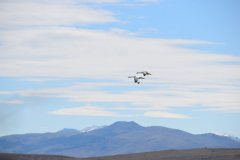 El Calafate