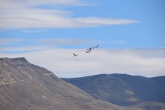El Calafate