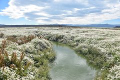 El Calafate