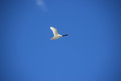 El Calafate
