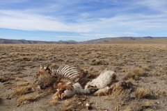 Patagonie