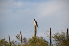 Estancia BIchadero