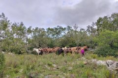 Estancia BIchadero