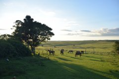 Estancia BIchadero