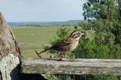 Estancia BIchadero