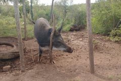 Estancia BIchadero
