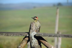 Estancia BIchadero