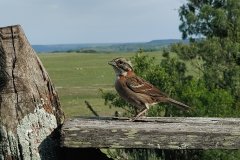 Estancia BIchadero