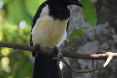 Puerto Iguazu