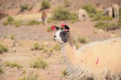Tour Sud-Lipez Uyuni