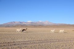 Tour Sud-Lipez Uyuni