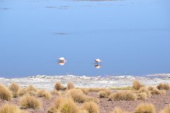 Tour Sud-Lipez Uyuni
