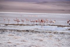 Tour Sud-Lipez Uyuni