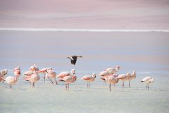 Tour Sud-Lipez Uyuni