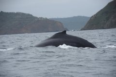 Puerto Lopez