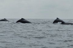 Puerto Lopez