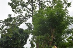 Guayaquil III
